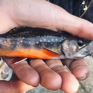 Meet your Posher, Gregory